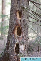 palokärki 001.jpg
