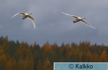 laulujoutsen 392.jpg