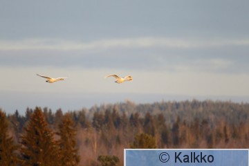 laulujoutsen 239.jpg