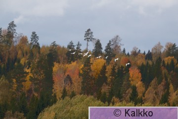 laulujoutsen 387.jpg