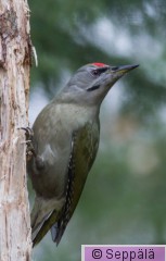 harmaapaatikka_Kuru181020_iso1.jpg