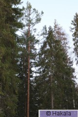 Metson hakomispuu_2I2A9115.jpg