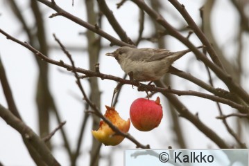 kirjokerttu 045.jpg