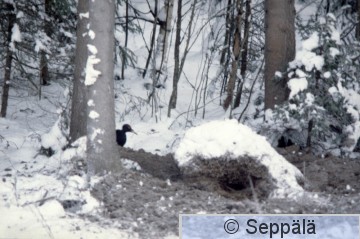 Palokärki.jpg