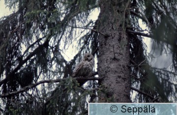Palokärki.jpg