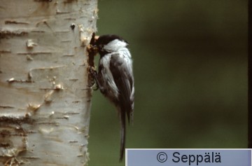 Palokärki.jpg