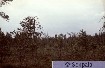 Palokärki.jpg