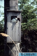 Telkkä.jpg