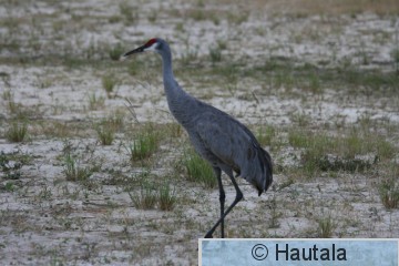 Hietakurki, Delray Beach,31.JPG