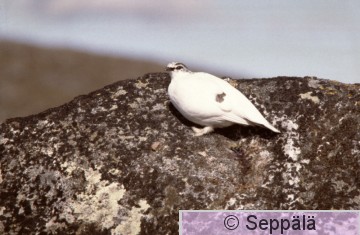 kiiruna.jpg