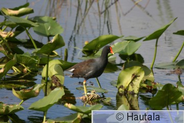 bu . Liejukana, Delray Beach, 3.jpg