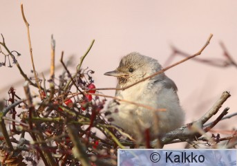 kirjokerttu 095.jpg