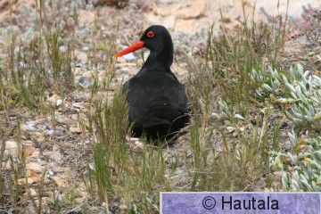 Afrikanmeriharakka, haematopus moquiini, 5.jpg