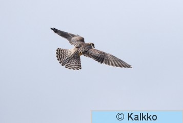 punajalkahaukka 292.jpg