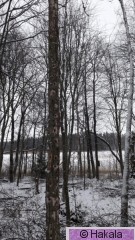 Valkoselkätikka_ruokailupuuIMG-20181219-WA0004.jpg