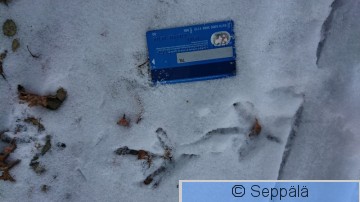 fasaanin jälki.JPG