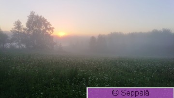 Sumu2.JPG