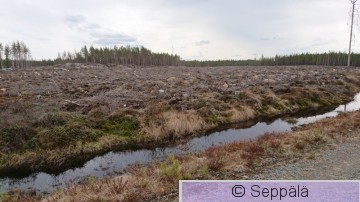 Avohakkuu.JPG