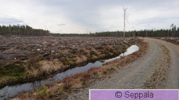 Avohakkuu.JPG