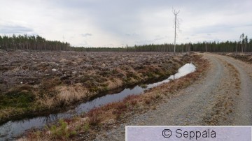Avohakkuu.JPG