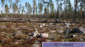 Hakkuu harvennettu.JPG