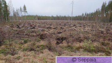 Hakkuu ojitettu.JPG